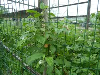 P1030970Himbeere.webp