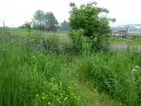 P1030971Johannisbeere und Hollunder.webp