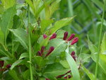 P1030975weigelie.JPG