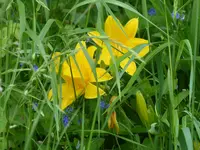 P1030976Taglilie.webp
