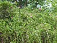 P1030979Wildrose.JPG