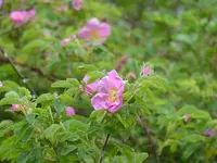 P1030980Wildrose.webp