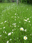 P1030981Margarittenwiese.JPG
