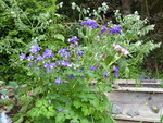P1030982Akelei und Borretsch.JPG