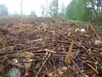 P1030985Hasley.JPG