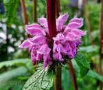 Rosa Brandkraut 2.jpg