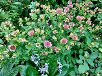 Sterndolden 1.webp