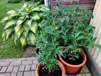 Topfpflanzen Tomaten.webp