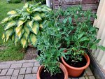 Topfpflanzen Tomaten.jpg