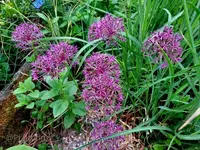 Zierlauch 1.webp