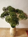 IMG_20210608_075830.jpg