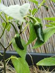 Giant Jalapeño.jpg