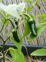 Giant Jalapeño.webp