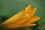 IMG_4391.JPG