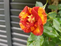 20210608_113312.webp