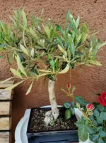 IMG_20210608_145609.webp