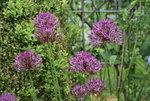 Allium   0421.JPG