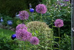 Allium   0521.JPG