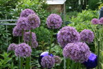 Allium   0621.JPG