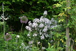 Nachtviole0721.JPG