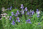 Juni    0721.JPG