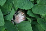 Muskatellersalbei 0221.JPG