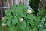 Muskatellersalbei 0321.JPG