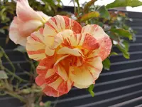 20201107_141907.webp