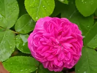IMG_20210606_155855.webp