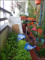c060.webp