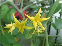 c061.webp