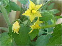c063.webp