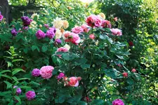 _MG_0265.webp