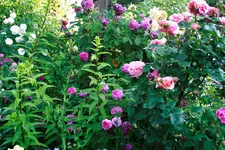_MG_0266.webp