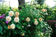 _MG_0267.webp