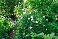 _MG_0270.webp