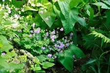 _MG_0272.webp