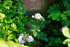 _MG_0280.webp