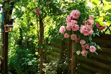 _MG_0282.webp