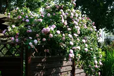 _MG_0283.webp