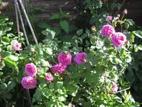 IMG_4077.webp