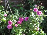IMG_4077.JPG