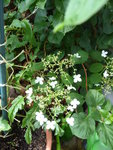 P1030996Kletterhortensie.JPG