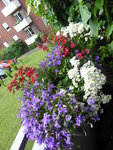 P1040001Glockenblumen und Elfenspiegel.JPG