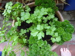 P1040002Petersilie.JPG