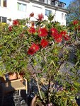 DSC06227.jpg