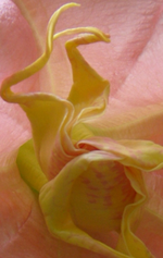 rateblume.webp