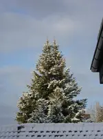 DSC01372.webp