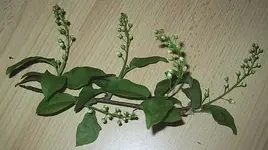 baum3.webp