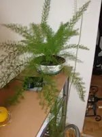 pflanze1.webp